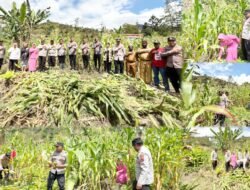 Polsek Kelila Gelar Panen Raya Jagung untuk Mendukung Ketahanan Pangan Nasional